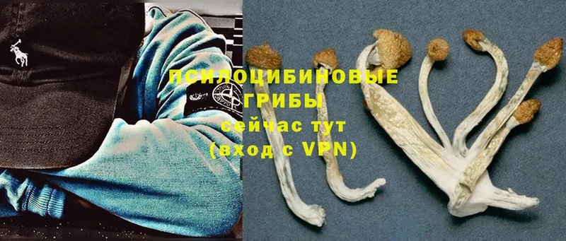 Псилоцибиновые грибы Psilocybe  Владимир 